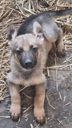 Németjuhász szuka kiskutyák