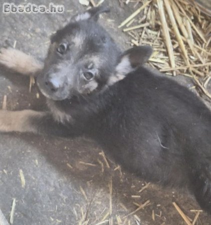 Németjuhász szuka kiskutyák