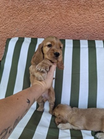 Angol cocker spániel