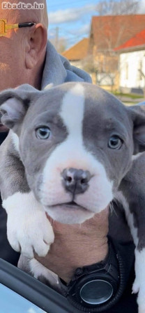 American bully