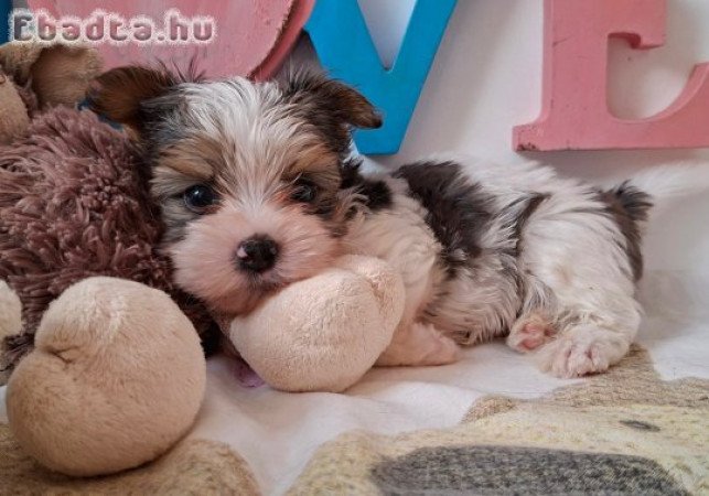 Yorkshire terrier kisfiú (yorki)