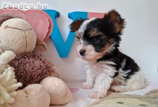 Yorkshire terrier kisfiú (yorki)