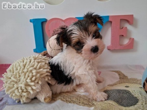 Yorkshire terrier kisfiú (yorki)