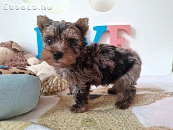 Yorkshire terrier kisfiú (yorki)