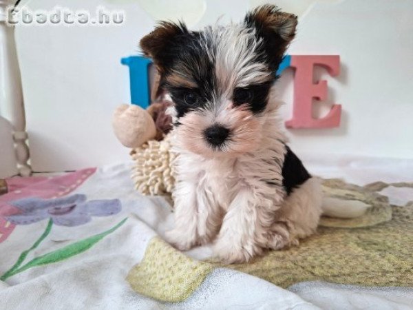 Yorkshire terrier kisfiú (yorki)