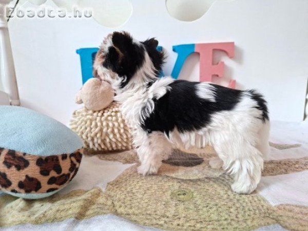 Yorkshire terrier kisfiú (yorki)