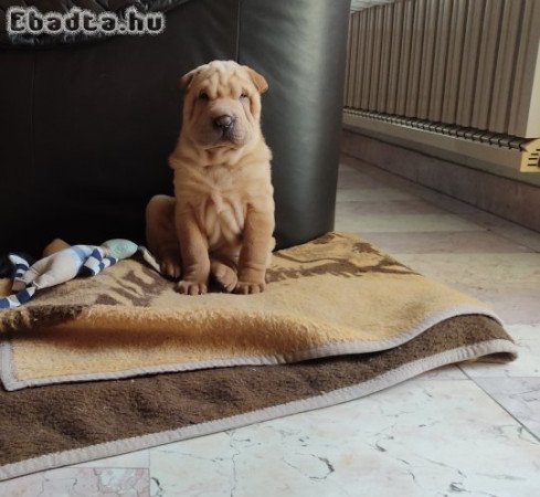 Shar pei kölyök