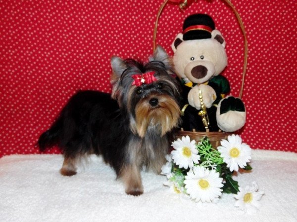 Yorkshire Terrier, Yorki