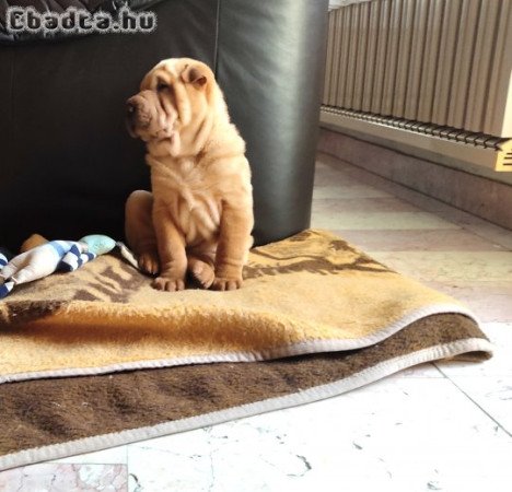 Shar pei kölyök