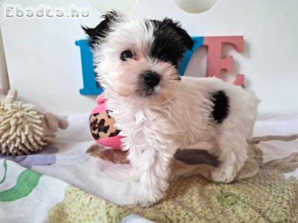 Yorkshire terrier kislány (yorki)