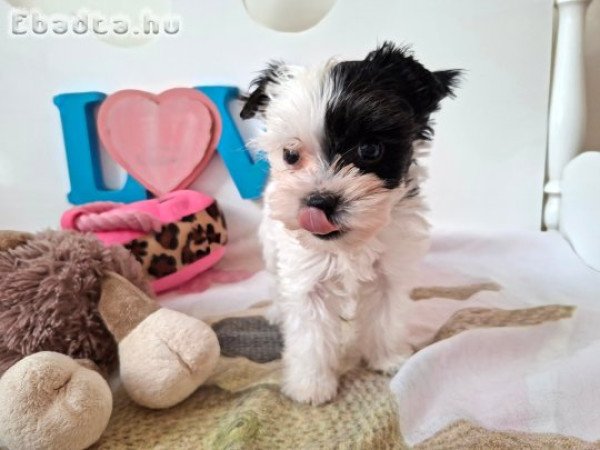 Yorkshire terrier kislány (yorki)