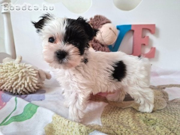 Yorkshire terrier kislány (yorki)