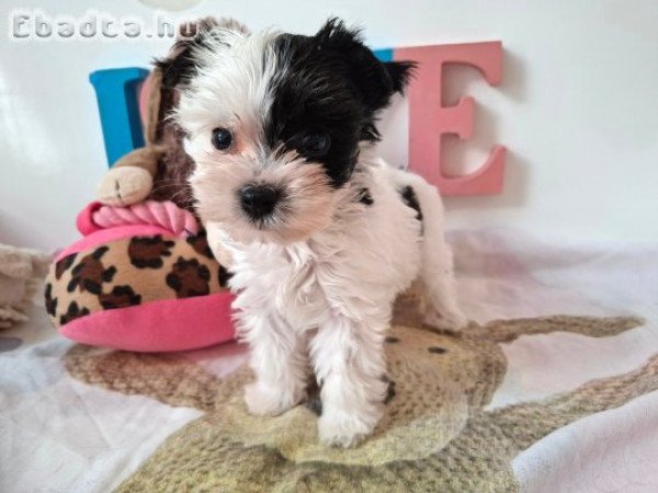Yorkshire terrier kislány (yorki)