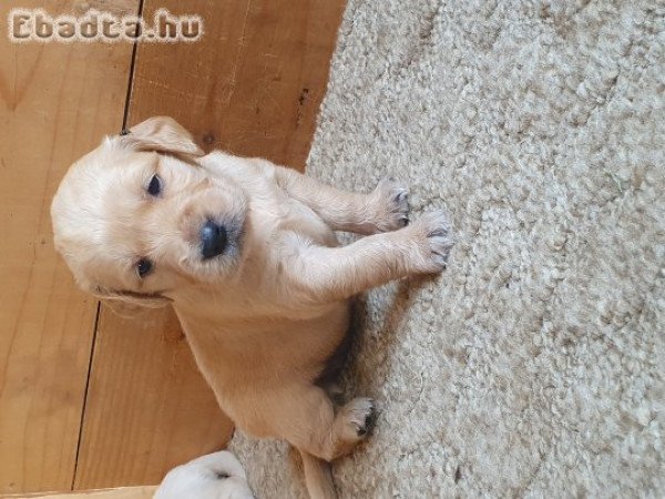 Golden Retriever kiskutya