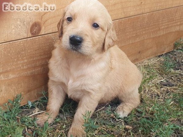 Golden Retriever kiskutya