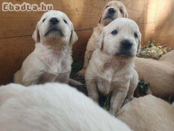 Golden Retriever kiskutya
