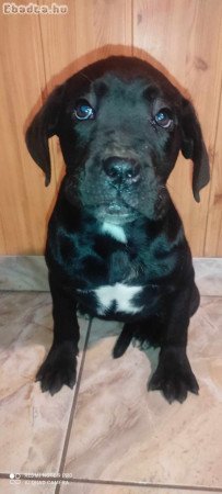 Cane corso törzskönyvezett szülőktől