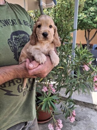 Angol cocker spániel