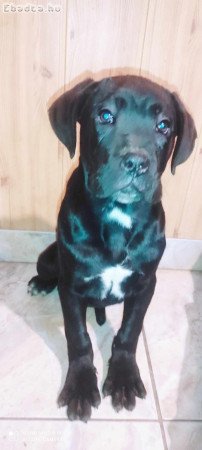 Cane corso törzskönyvezett szülőktől