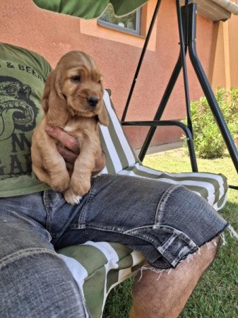 Angol cocker spániel