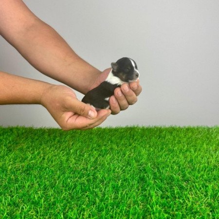 Biewer Yorkshire terrier