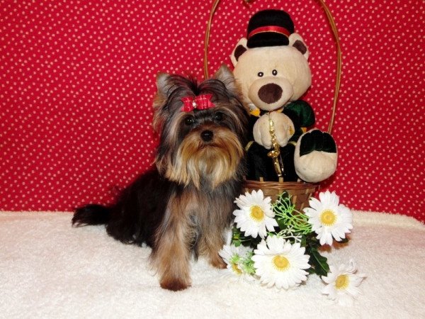 Yorkshire Terrier, Yorki