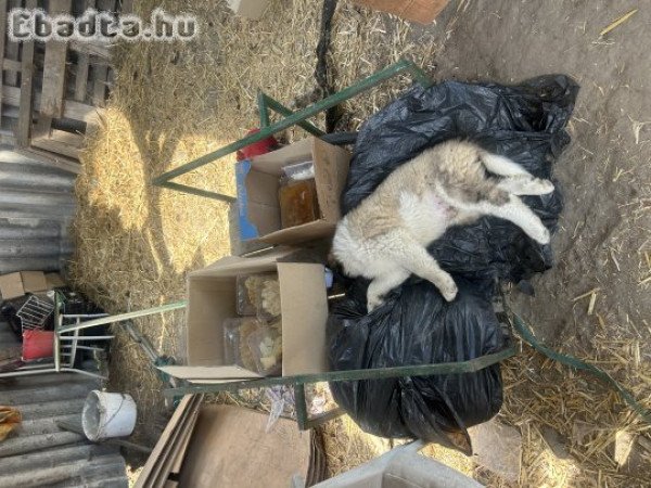 Moszkvai jellegű 8 hetes kiskutyák