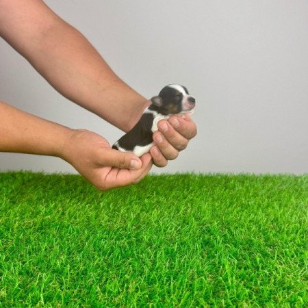 Biewer Yorkshire terrier