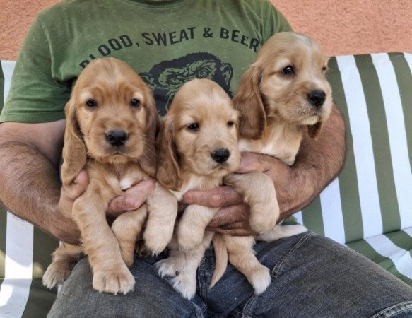 Angol cocker spániel