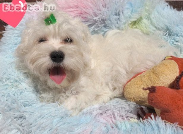 Gyönyörűszép  Bichon Havanese kan kiskutya eladók