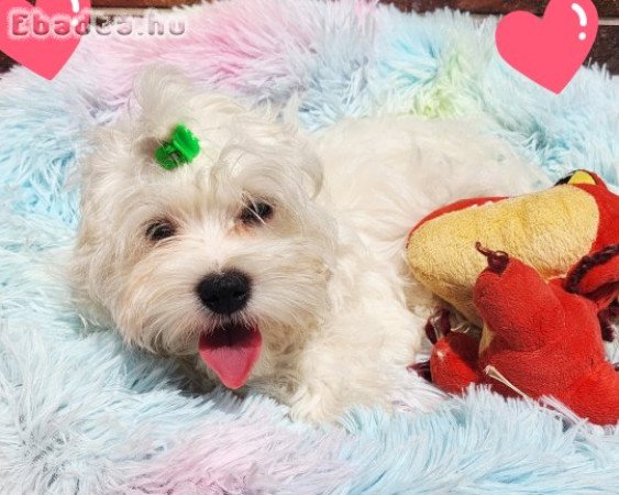 Gyönyörűszép  Bichon Havanese kan kiskutya eladók