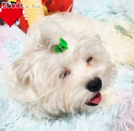 Gyönyörűszép  Bichon Havanese kan kiskutya eladók