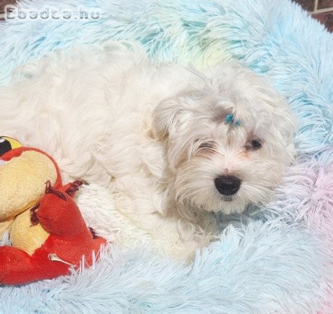 Gyönyörűszép  Bichon Havanese kan kiskutya eladók