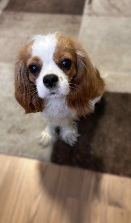 Cavalier King Charles Spániel