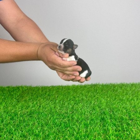 Biewer Yorkshire terrier