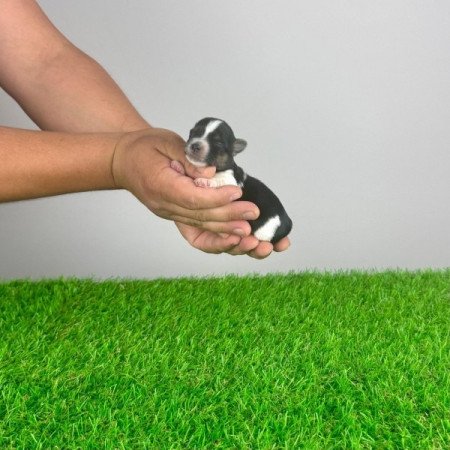 Biewer Yorkshire terrier