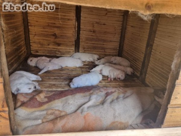 Kuvasz jellegű kan kiskutyák eladóak