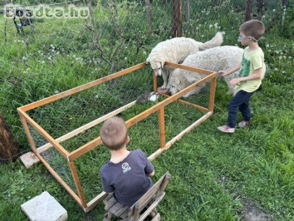 Kuvasz jellegű kan kiskutyák eladóak
