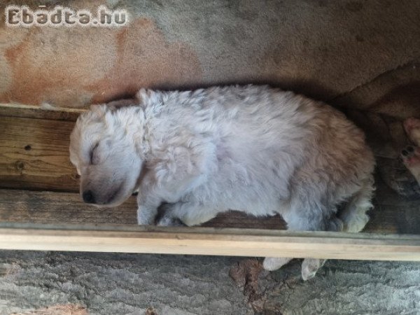 Kuvasz jellegű kan kiskutyák eladóak