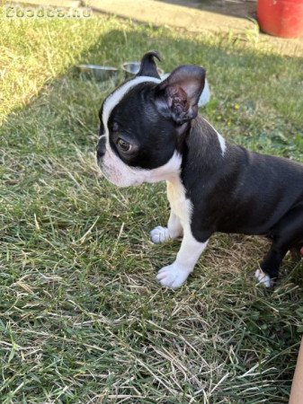 Boston terrier 10 hetes fiú
