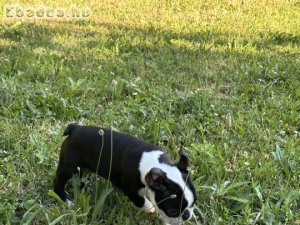 Boston terrier 10 hetes fiú