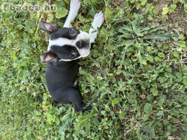 Boston terrier 10 hetes fiú