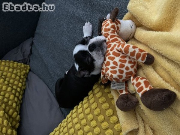 Boston terrier 10 hetes fiú