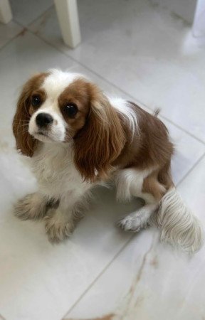 Cavalier King Charles Spániel