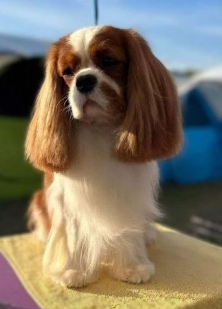 Cavalier King Charles Spániel