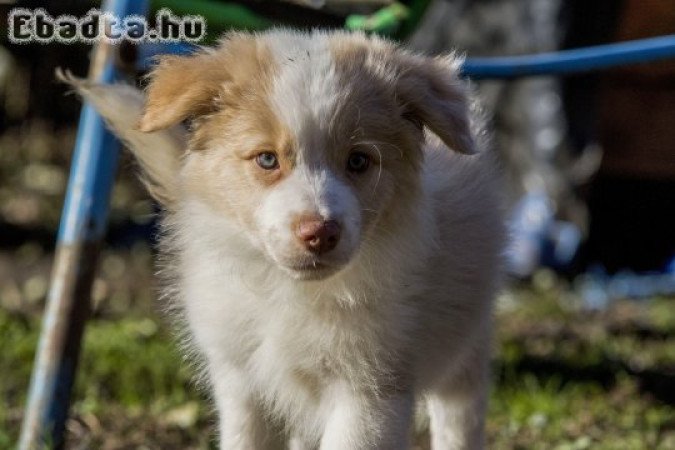 Törzskönyves Border Collie kiskutya