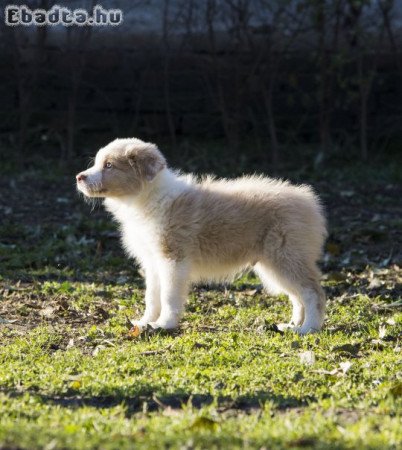 Törzskönyves Border Collie kiskutya