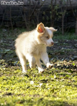 Törzskönyves Border Collie kiskutya