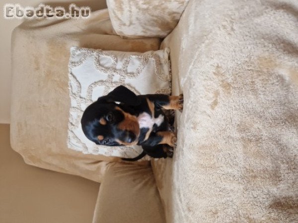 Törpe Tacskó kiskutyák