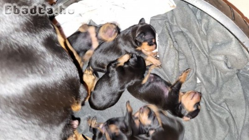 Törpe pinscher kiskutyák